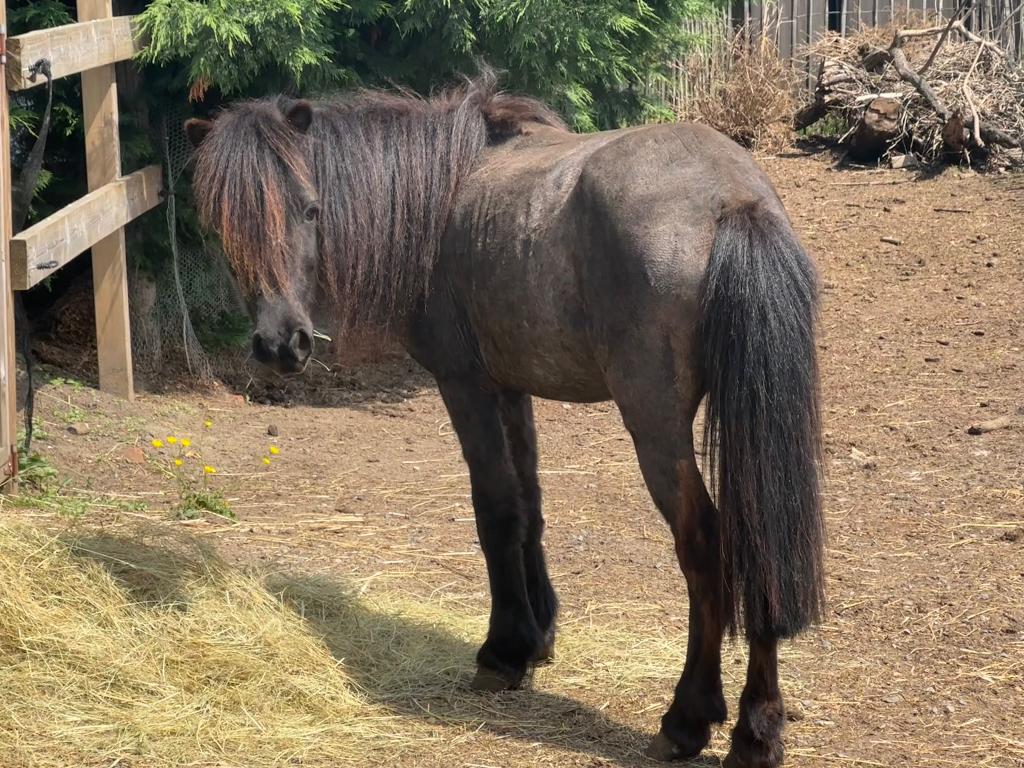 Aansprekend zwart miniatuurpaardje merrie  AMHA BMP, Dieren en Toebehoren, Merrie, Met stamboom, 7 tot 10 jaar