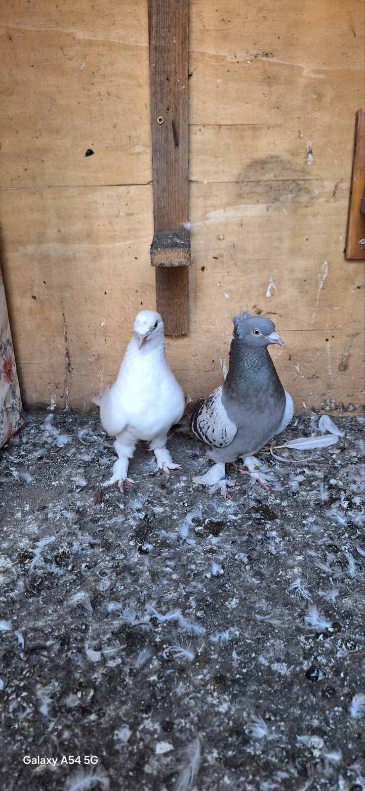 takla, Plusieurs animaux, Pigeon culbutant ou Roller