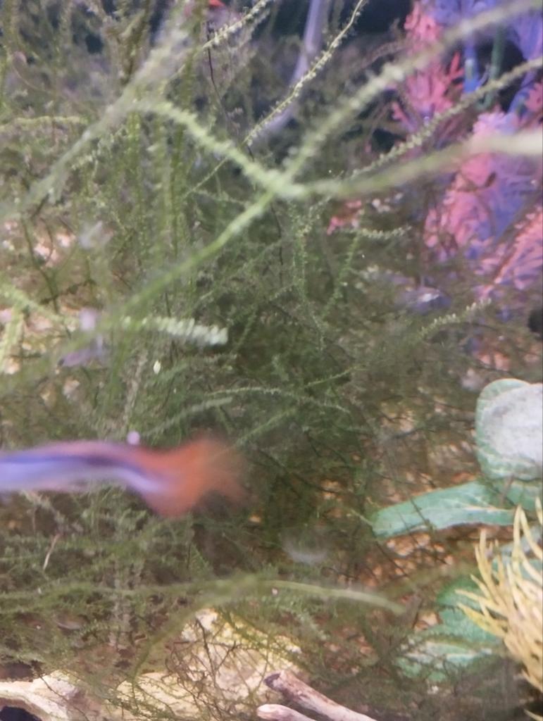 Jonge guppy visjes
