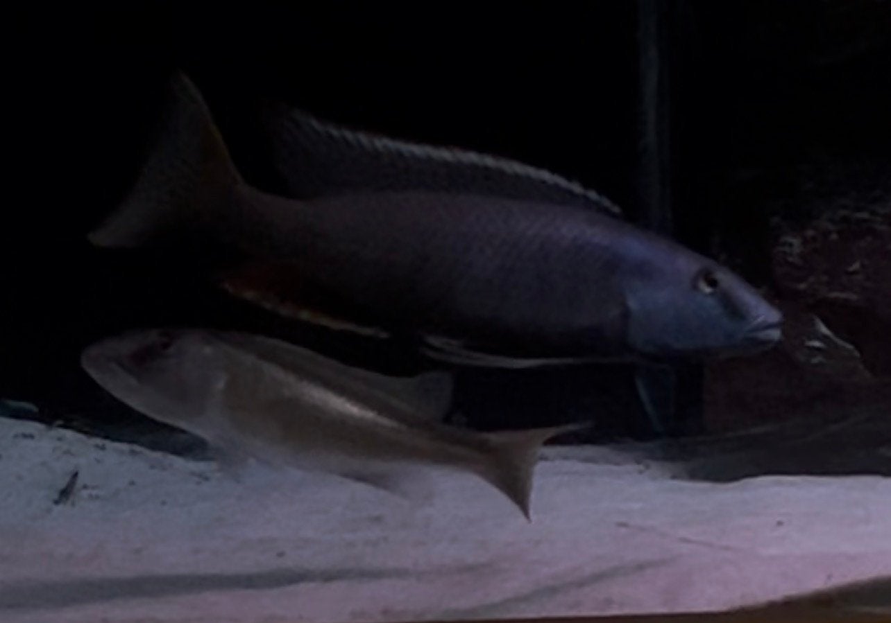 Champsochromis caeruleus – 2M / 3V