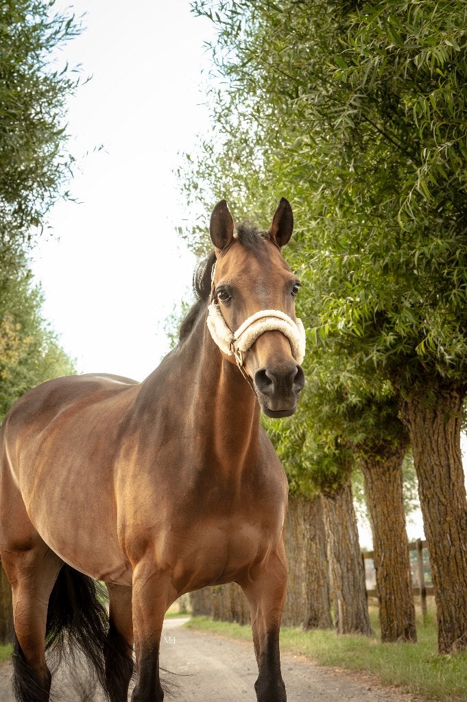 Halve stal gezocht, Cheval de dressage, 11 ans ou plus, Moins de 160 cm, L