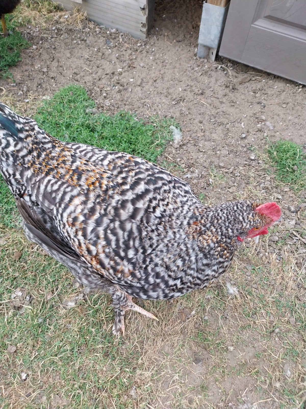 Mechelse koekoek haan, Animaux & Accessoires