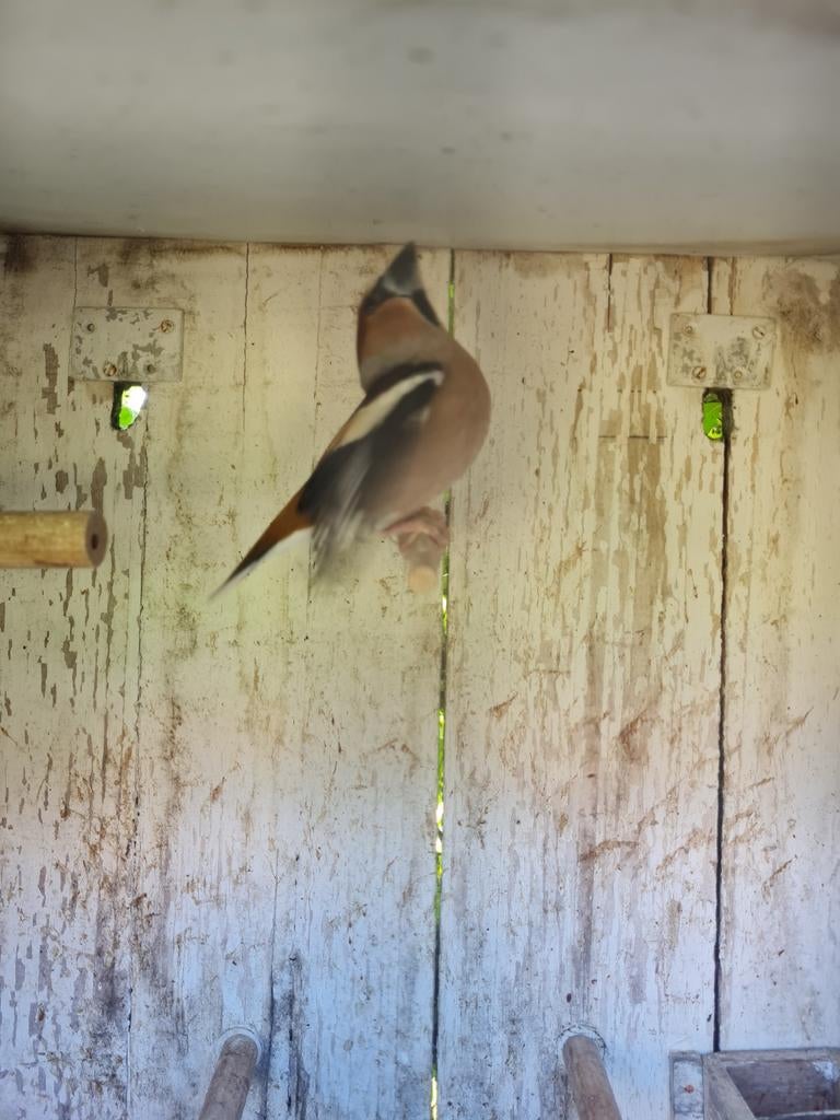 Appelvink, Dieren en Toebehoren