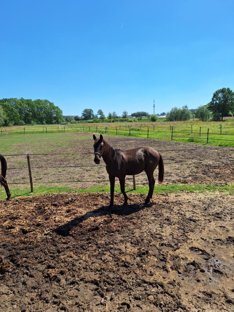 Jaarling merrie, Dieren en Toebehoren, Paarden