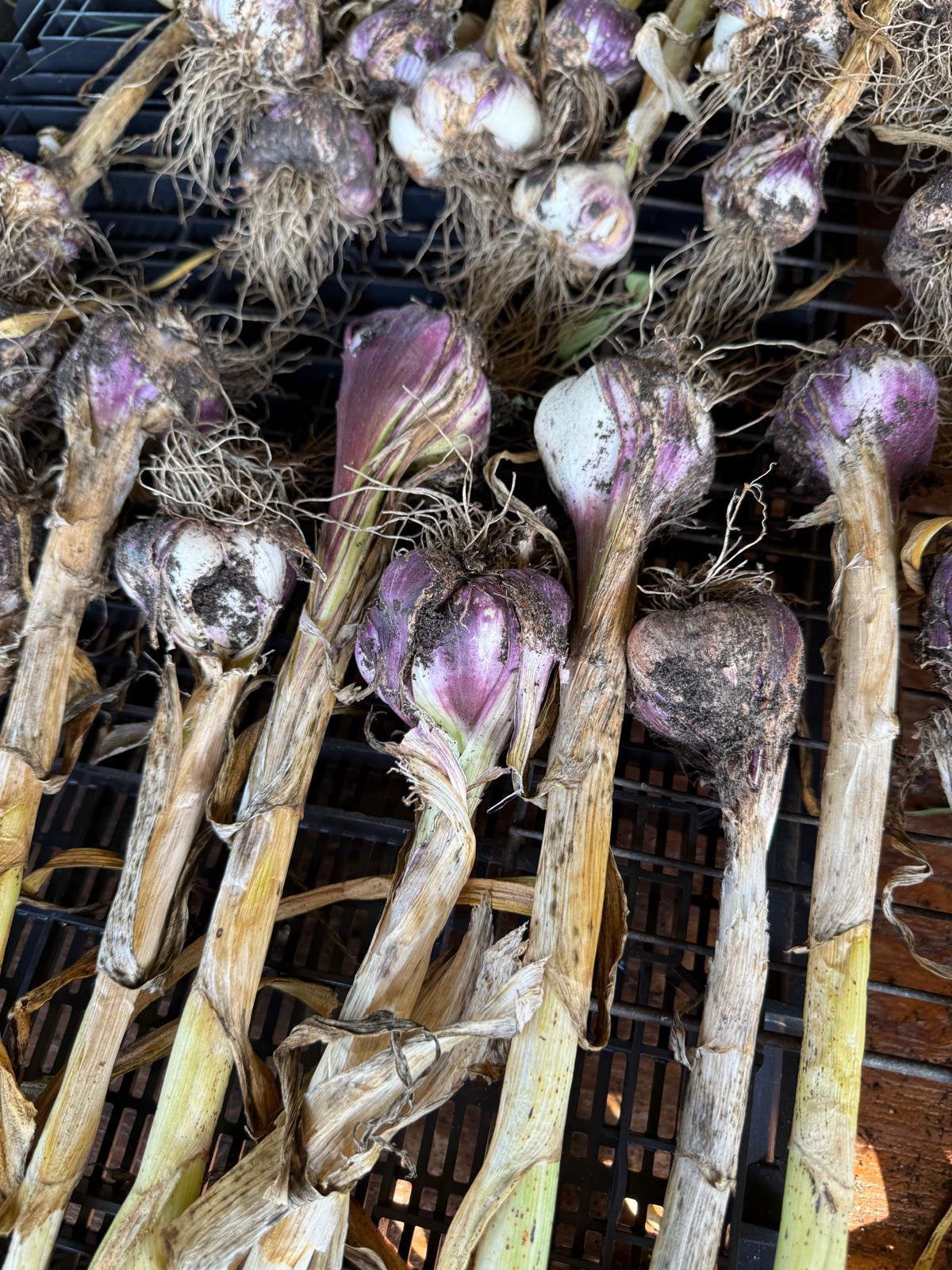Knoflook, Ophalen