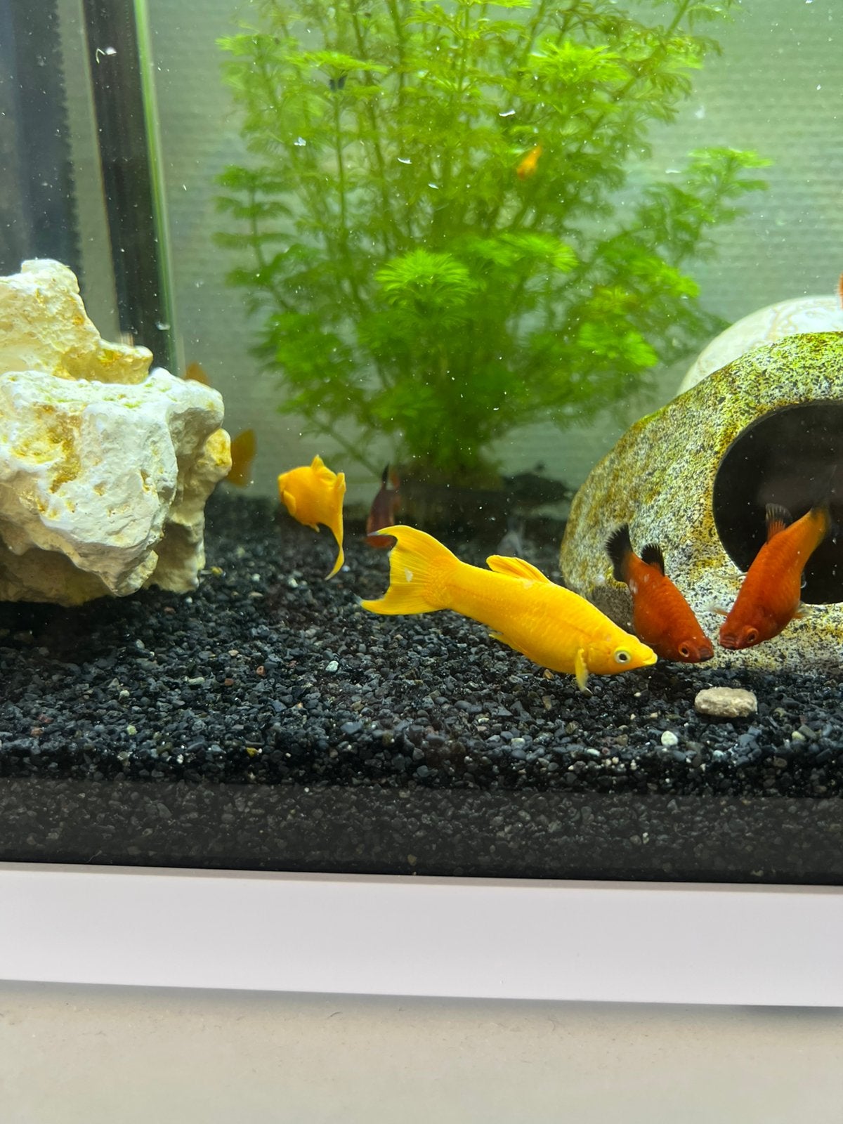 6 stuks gele molly’s, Dieren en Toebehoren, Vissen | Aquariumvissen