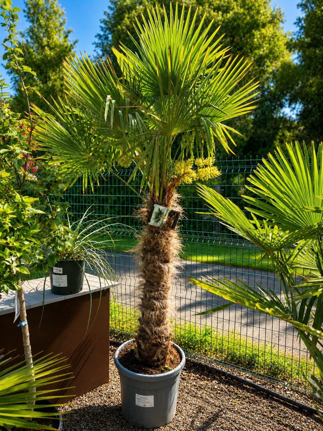 Palmboom Trachycarpus Fortunei, Tuin en Terras, Planten | Bomen, Palmboom, Ophalen
