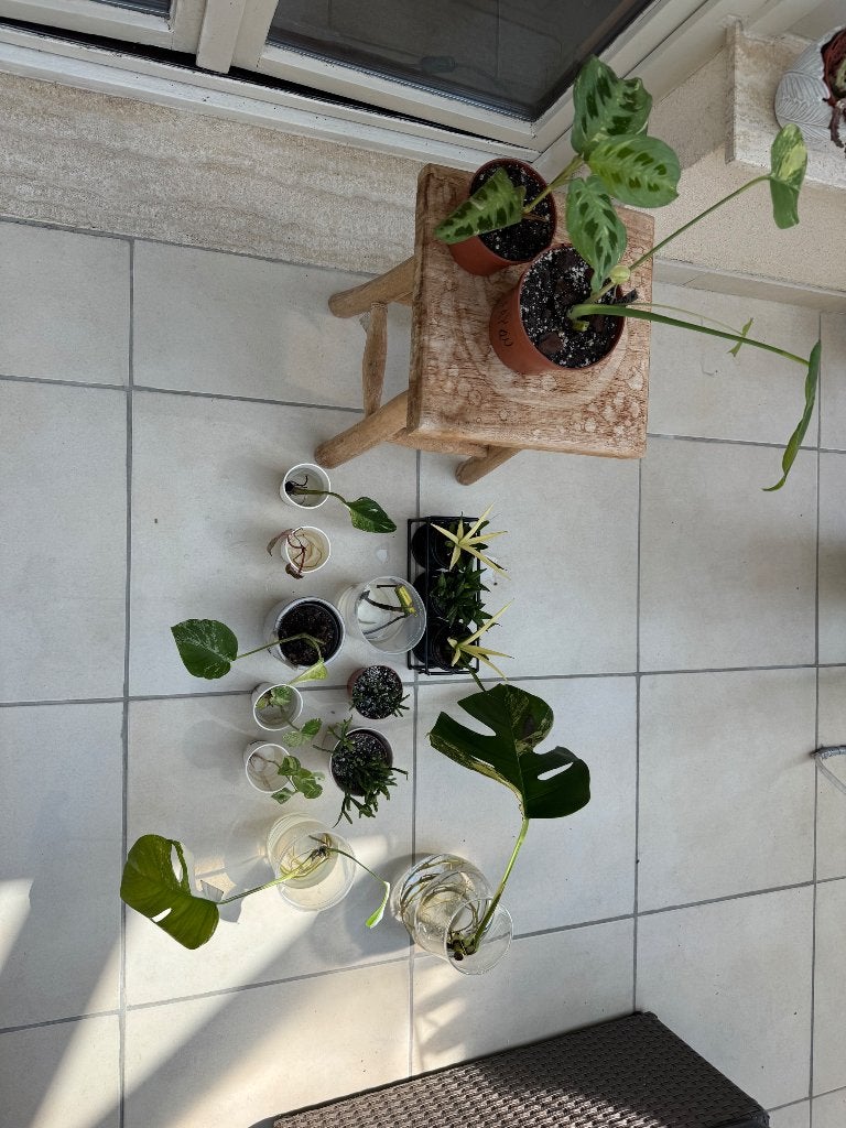 Urban jungle planten, Huis en Inrichting, Kamerplanten, Ophalen, 200 cm of meer, Overige soorten, Halfschaduw