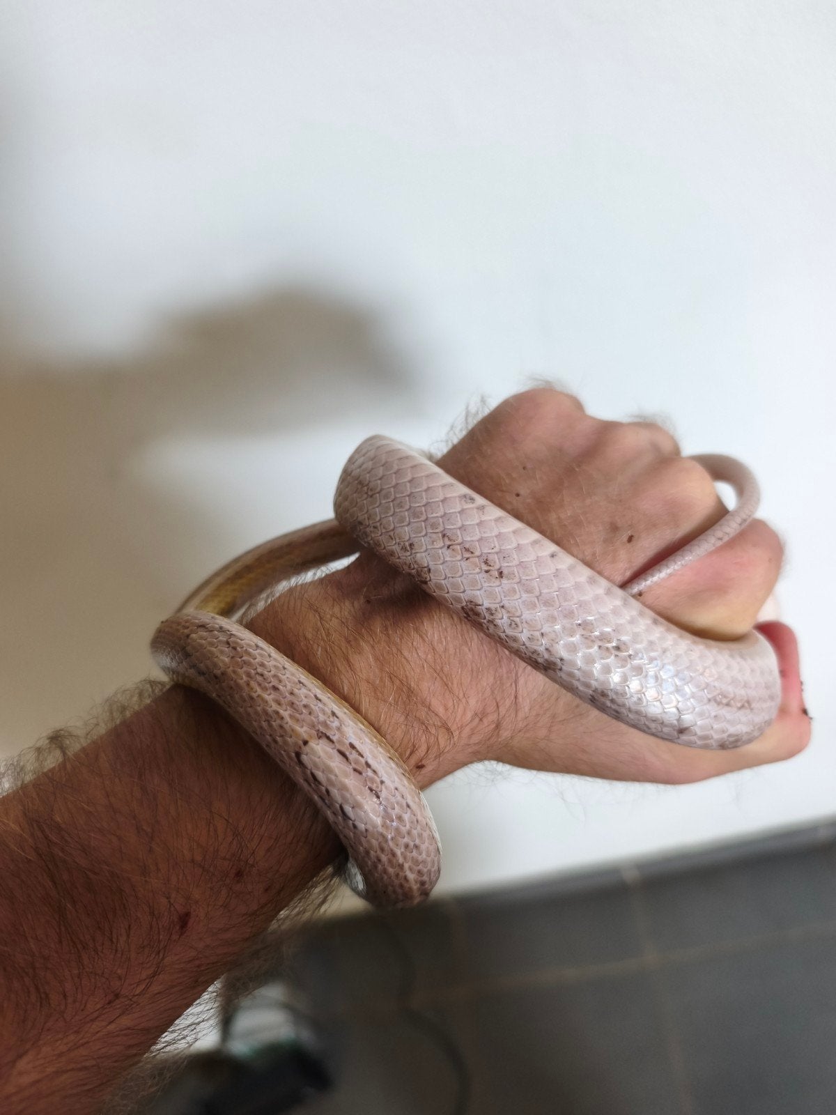 korenslangen tekoop of te ruil tegen boa of andere kleur kor Ball Python photo 3