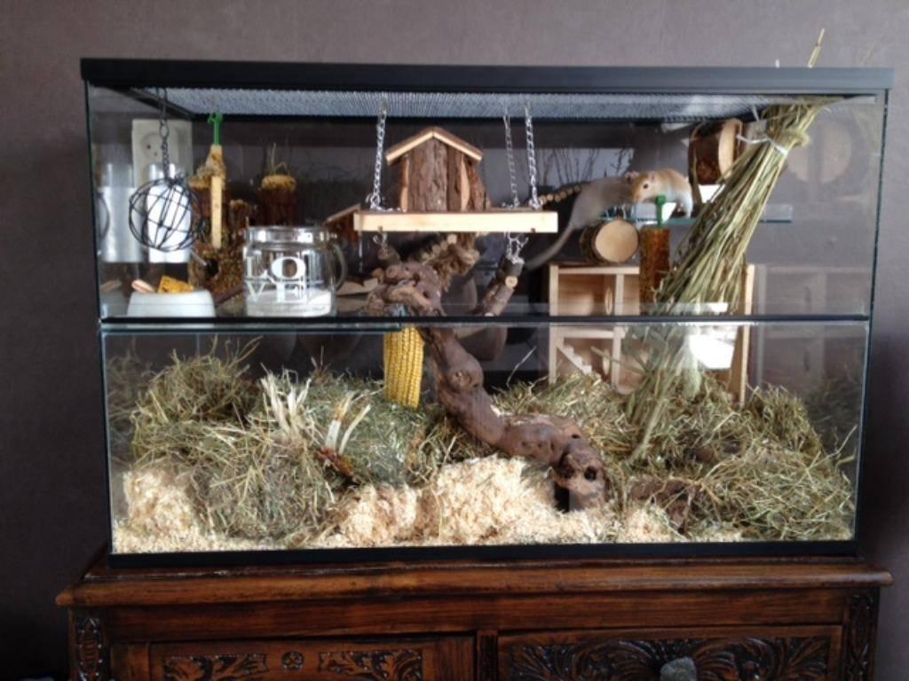 Terrarium luxe model voor gerbil en hamster, Animaux & Accessoires, Rongeurs & Lapins | Cages & Clapiers, Neuf, Niche, Moins de 60 cm