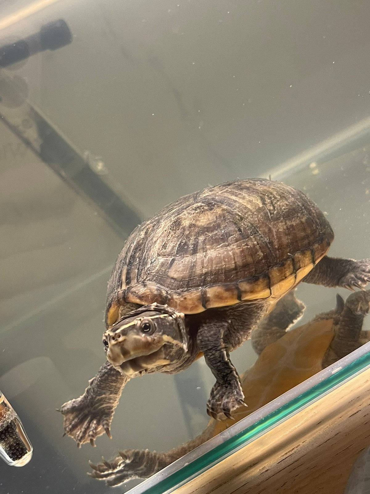 2 Waterschildpadjes te geef + aquarium en voer, Animaux & Accessoires, Reptiles & Amphibiens