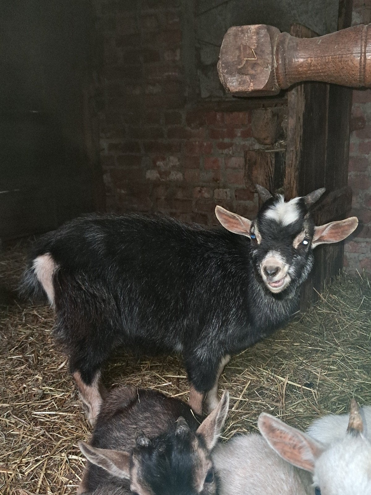 jonge tamme dwerggeitjes, Dieren en Toebehoren