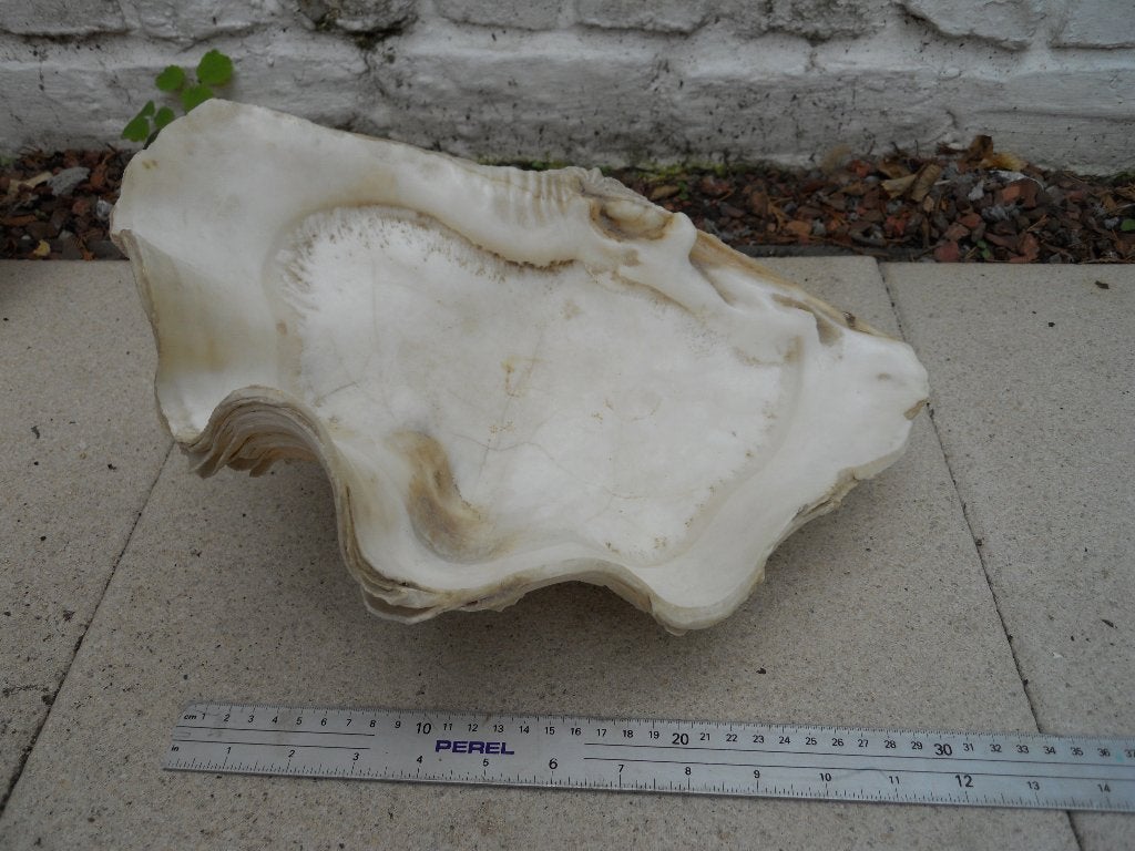 Grand bénitier géant (Tridacna) – coquillage décoratif XXL, Collections, Enlèvement, Coquillage(s)