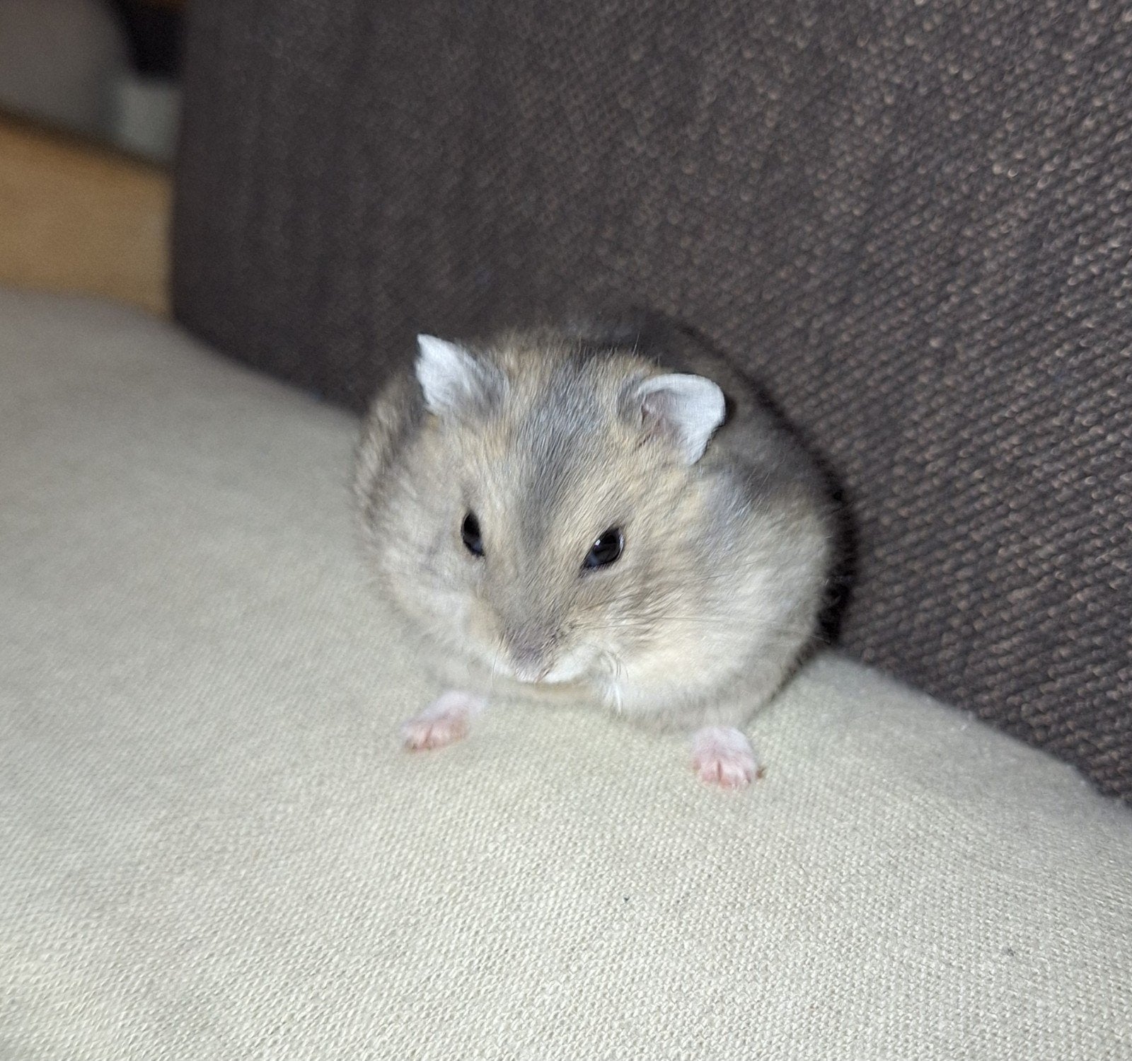 Tamme dwerghamsters, Hamster, Domestique, Plusieurs animaux, Mai