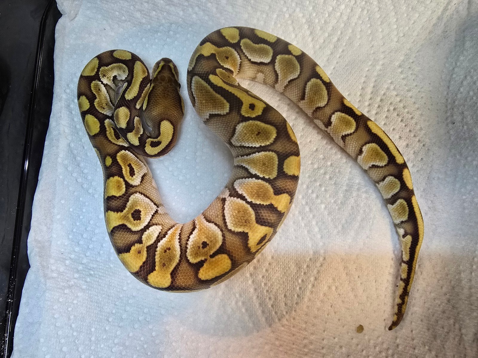 Koningspython (Python regius) – Nederlandse nakweek 2026

O Ball Python photo 5
