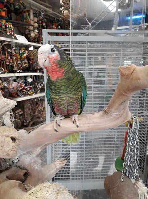 tamme jonge cuba amazone, Dieren en Toebehoren, Mannelijk, Papegaai, Geringd