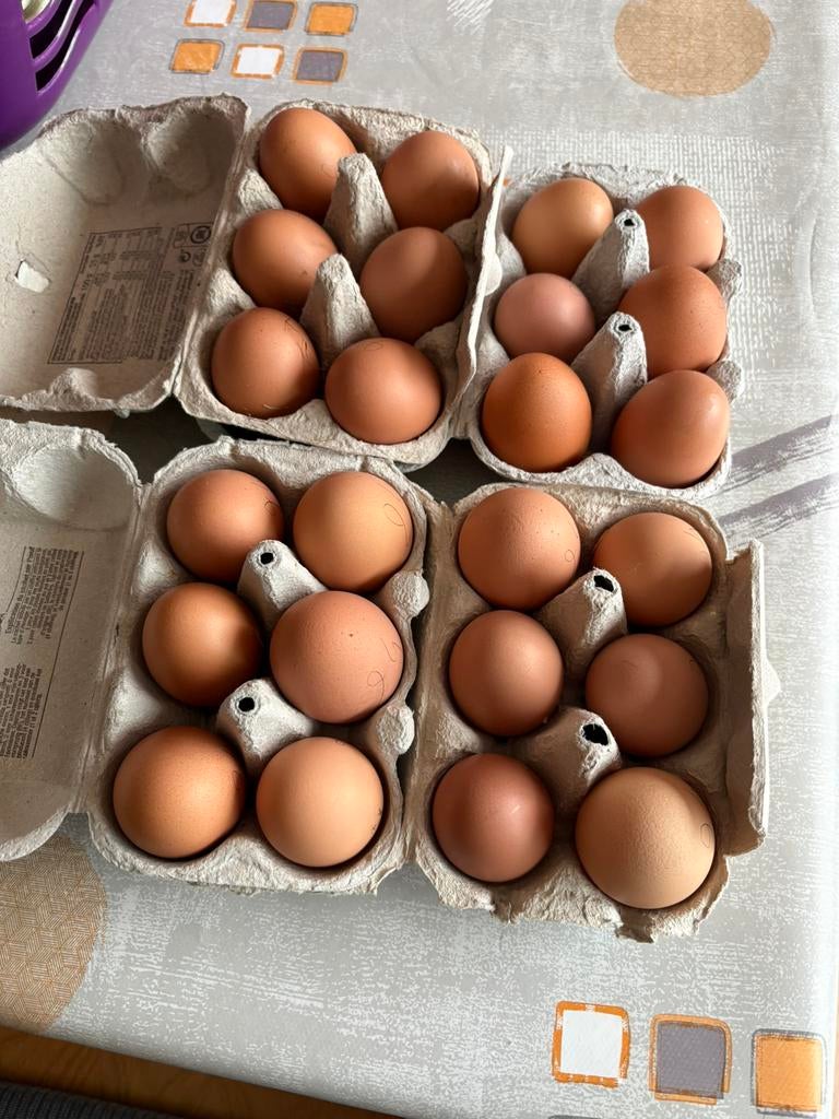 Verse eieren te koop - Vrije uitloop kippen 🐓, Enlèvement ou Envoi