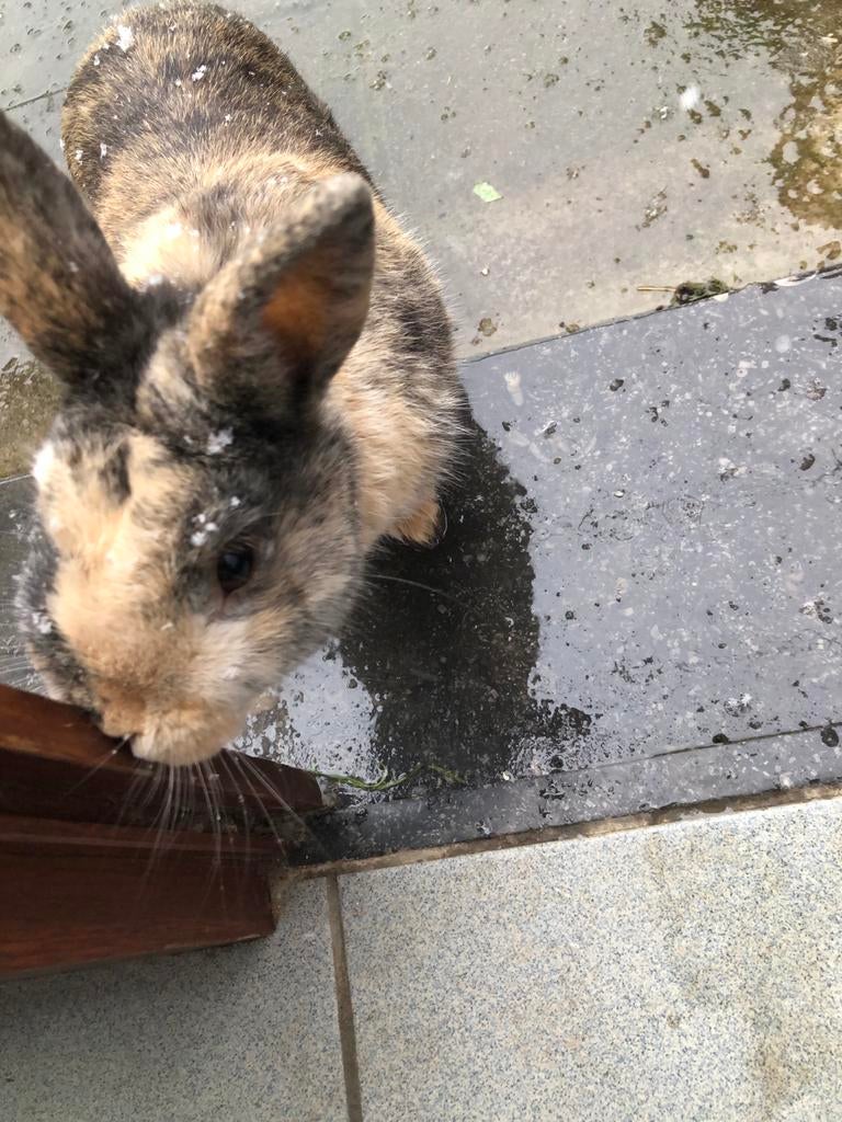 Lapin male, Dieren en Toebehoren, Mannelijk
