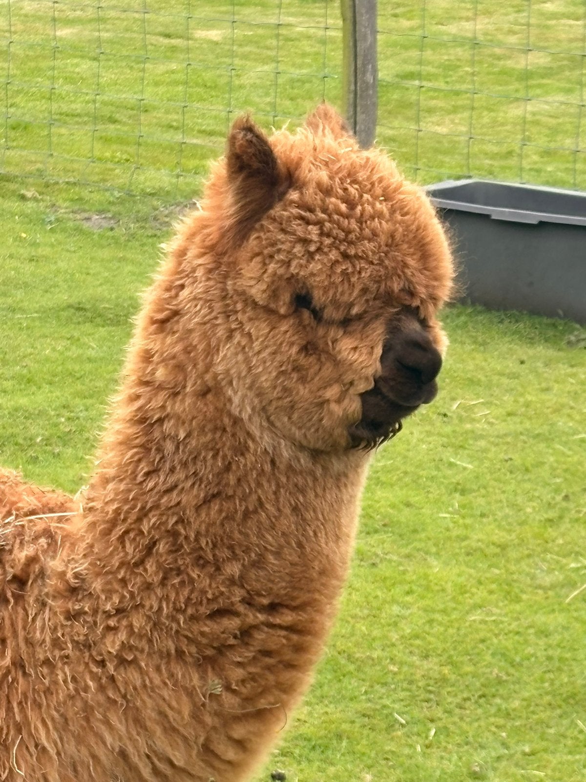 Alpaca hengst, Dieren en Toebehoren, Overige Dieren, December, Mannelijk