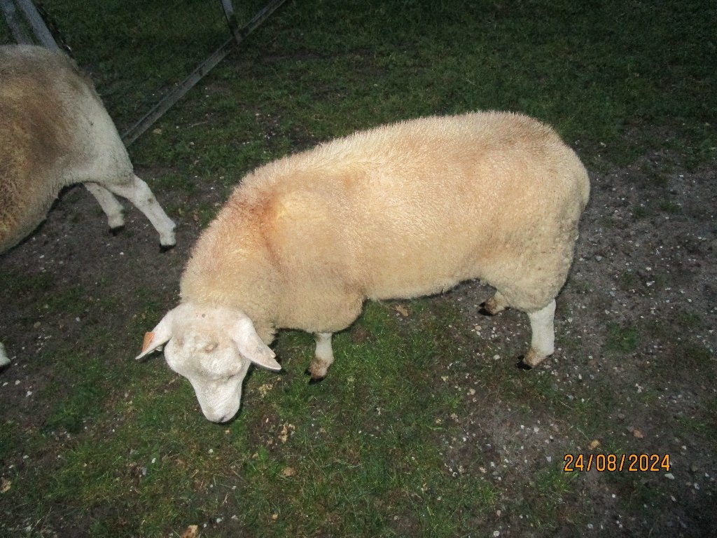 schapen, Dieren en Toebehoren, Mannelijk, Schaap, 0 tot 2 jaar