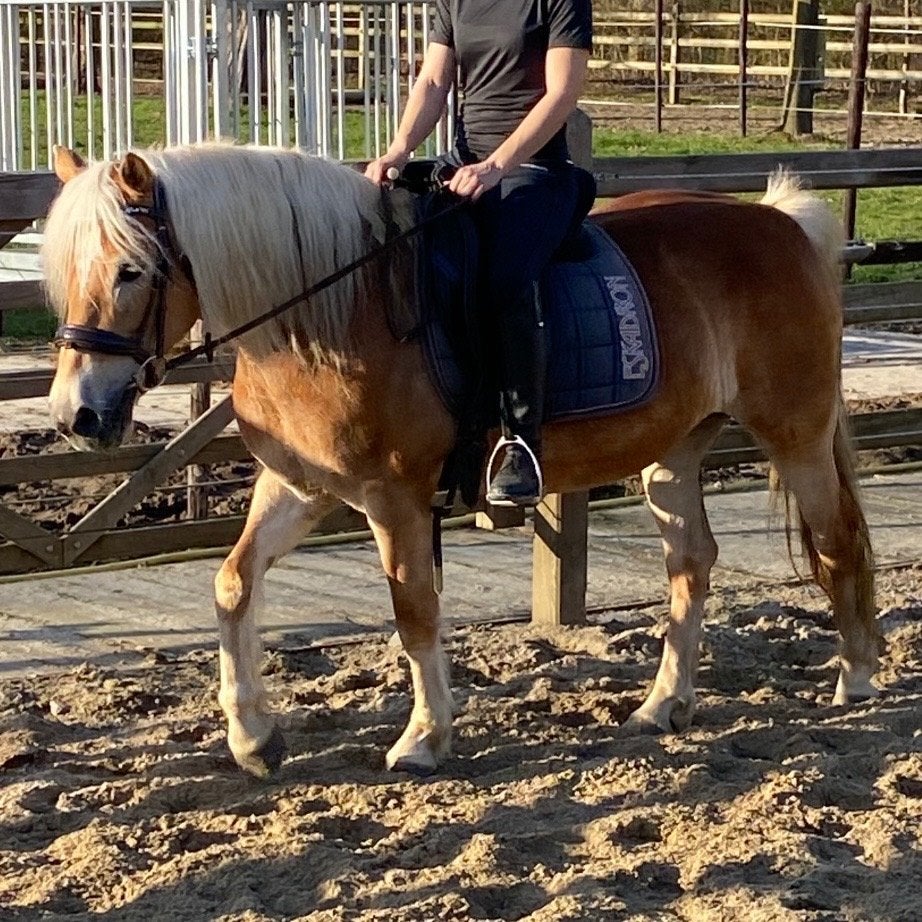Merrie van 2018 - 1m49 - haflinger, Merrie