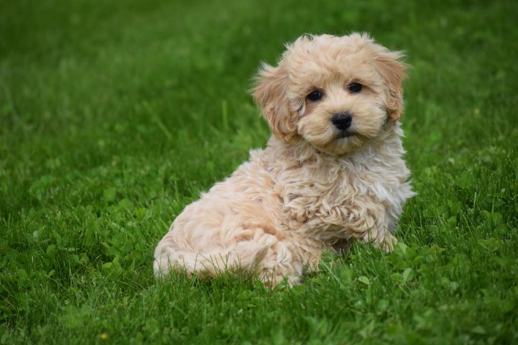 Chiots Maltipoo : choisissez votre préféré, Hépatite contagieuse (maladie de Rubarth), Autres races, Plusieurs, Belgique