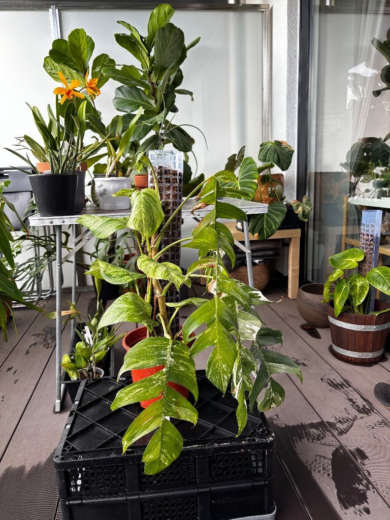 Epipremnum pinnatum albo variegata - coupe supérieure, Maison & Meubles, Plantes d'intérieur, Plante potagère, En pot, Enlèvement ou Envoi