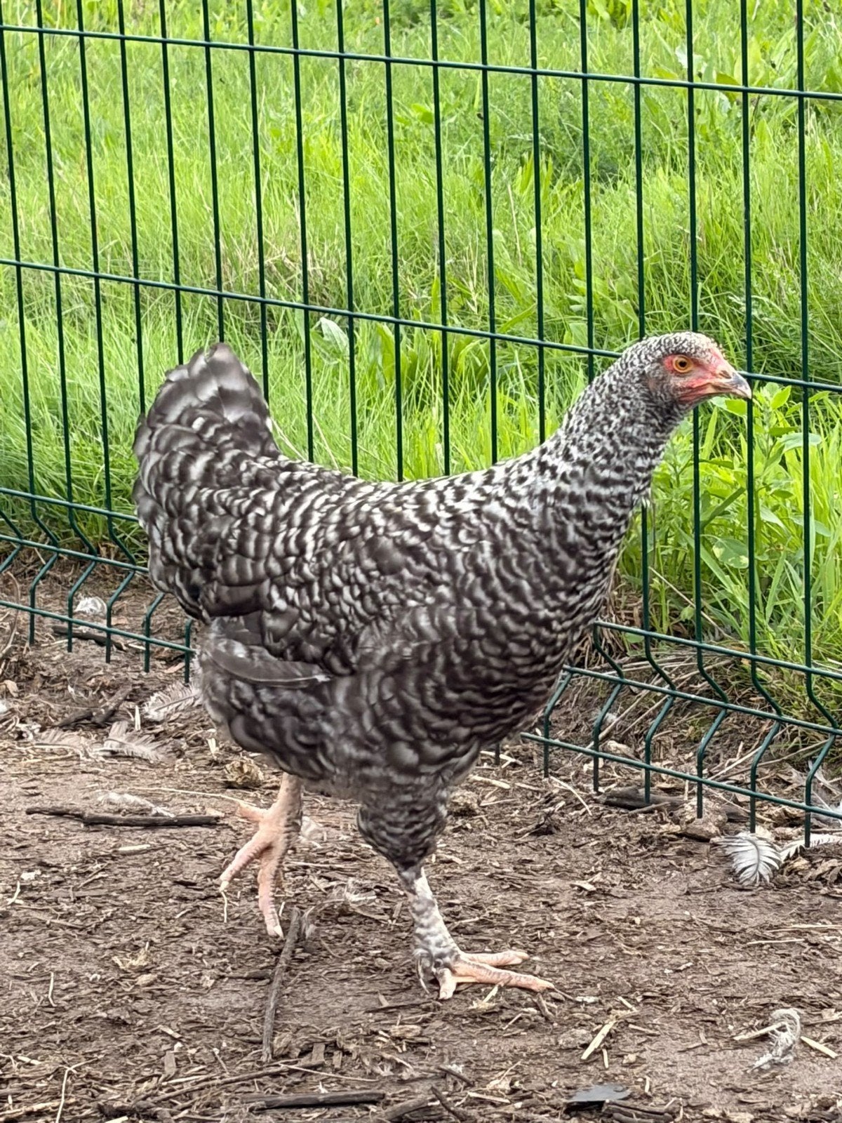 koekoek kippen, Dieren en Toebehoren, Meerdere dieren, Kip