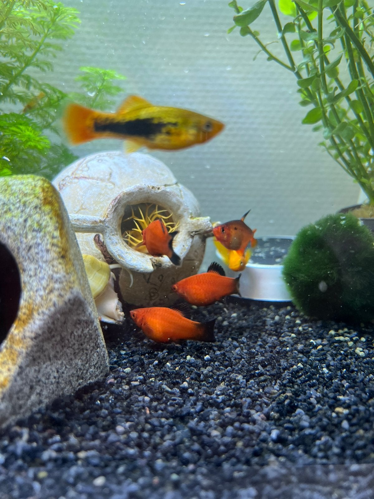 Redtail rode platy’s, Dieren en Toebehoren, Vis, Zoetwatervis, Schoolvis
