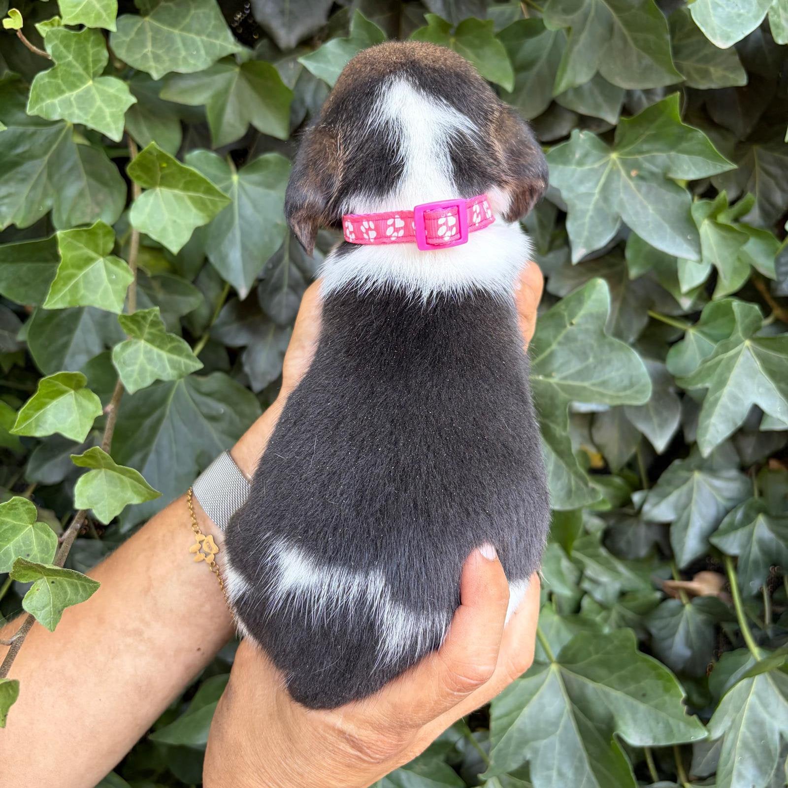 Ondeugende beagle pups, België, Beagle, Reu, 8 tot 15 weken