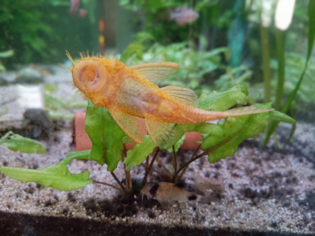 Borstelneuzen - Ancystrus Gold- Algeneters, Dieren en Toebehoren, Vissen | Aquariumvissen, Vis, Zoetwatervis