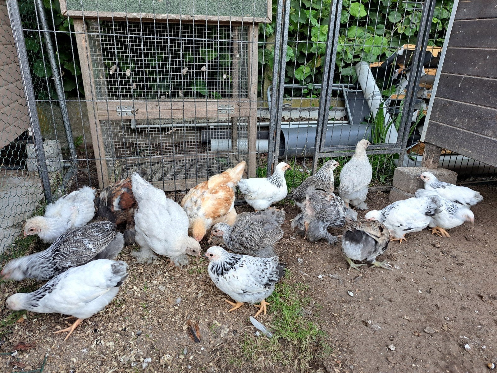 Brahma kuikens, Sexe inconnu
