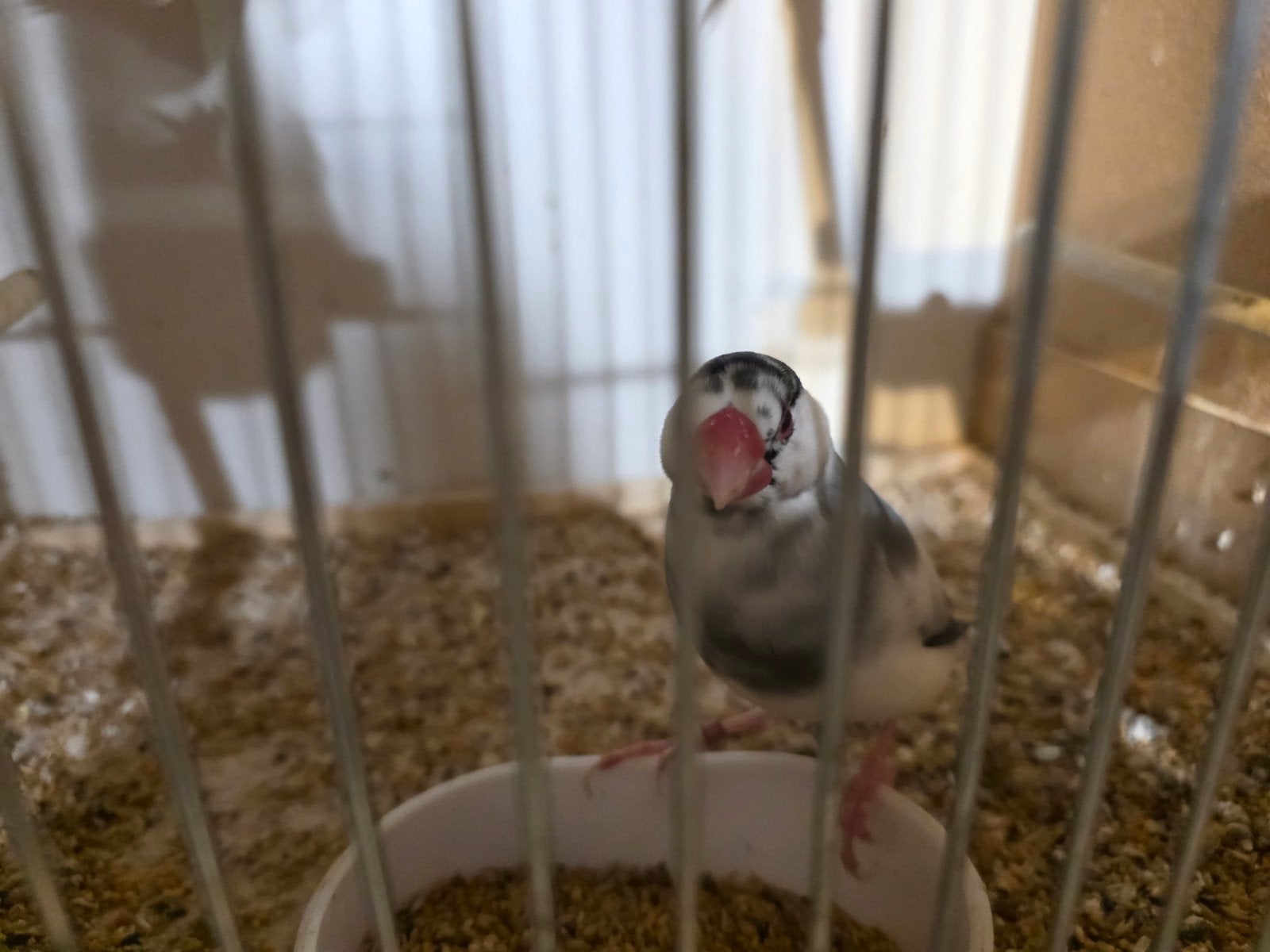 2 koppels PADDAS/RIJSTVOGELS, Dieren en Toebehoren