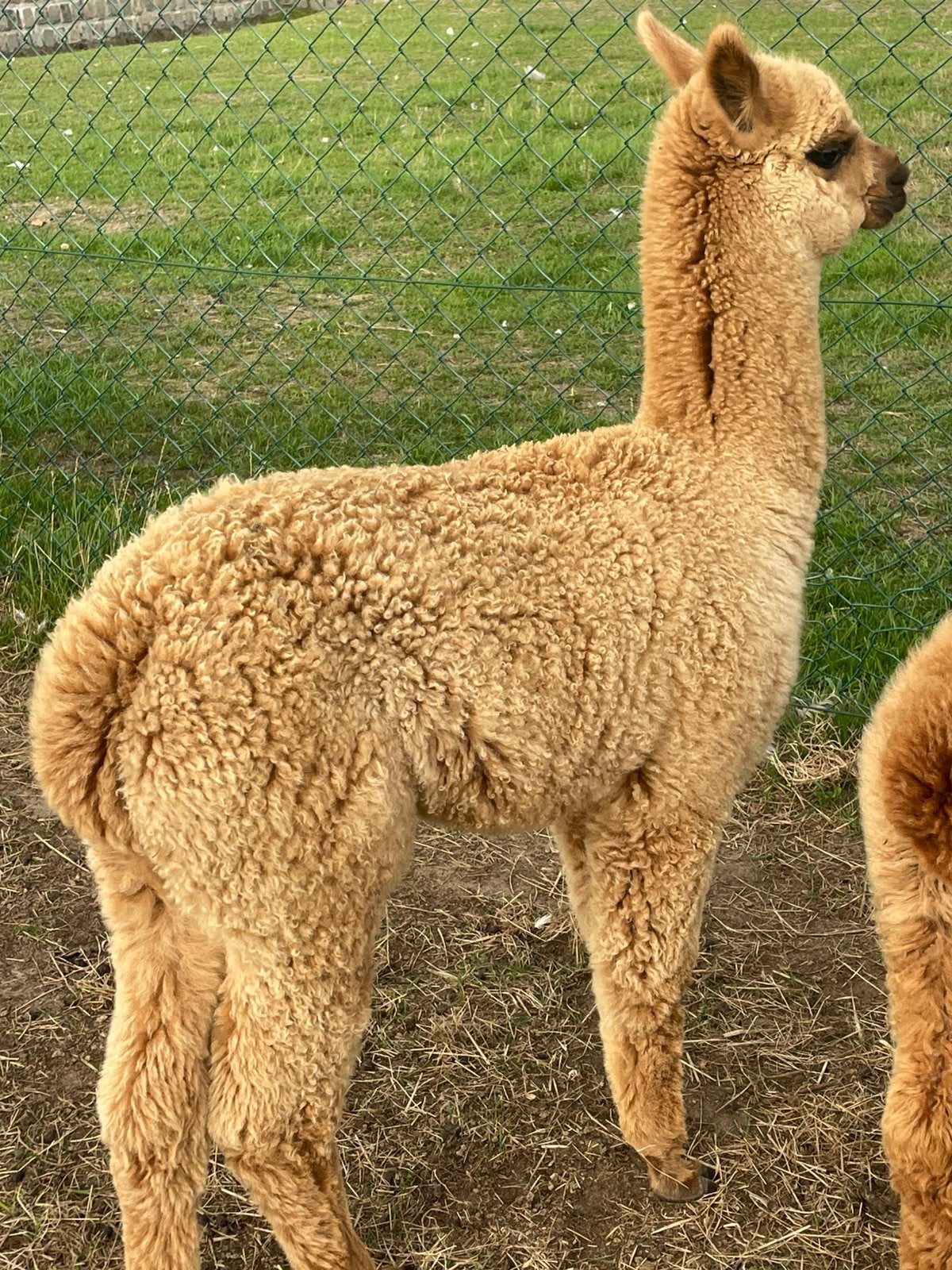 Alpaca hengstje, Mei, Mannelijk