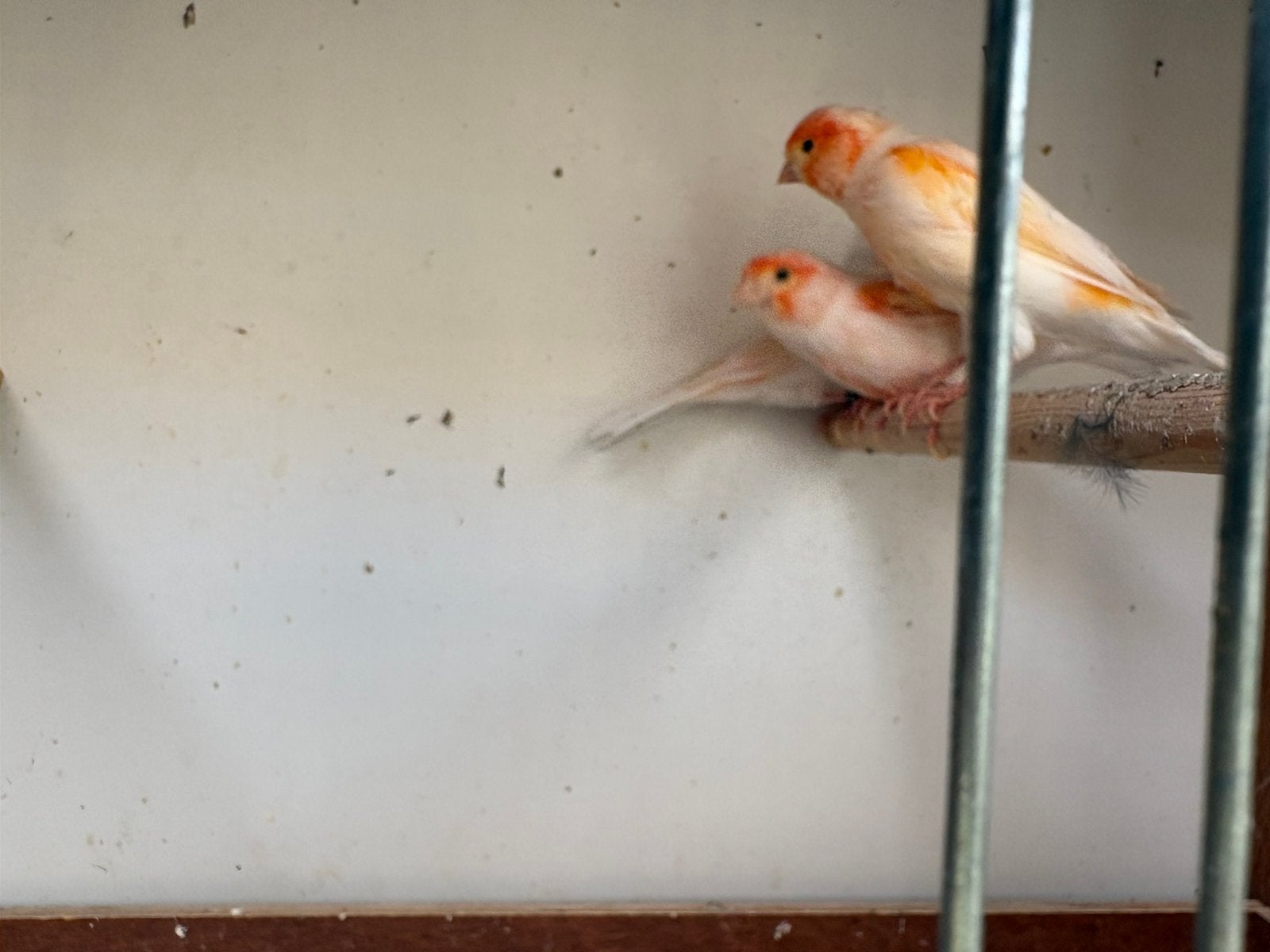 Kanarie rood mozaiek mannen, Dieren en Toebehoren