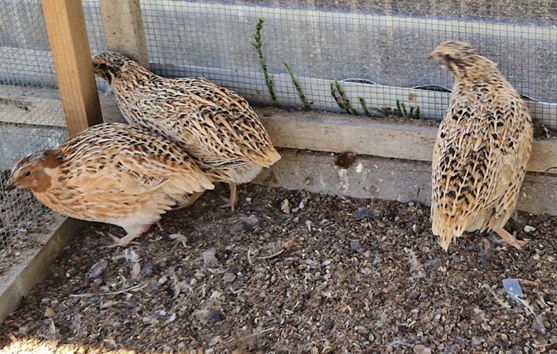 Trio japanse kwartels, Dieren en Toebehoren, Meerdere dieren