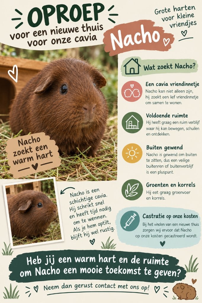 Cavia beertje zoekt warme thuis, Octobre, Mâle, Cobaye