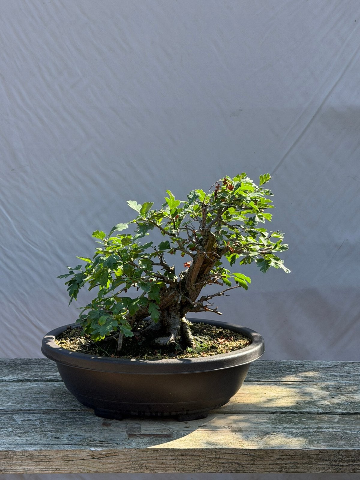 Bonsai meidoorn 2 stuks 15 jaar in pot, Tuin en Terras, Ophalen, In pot