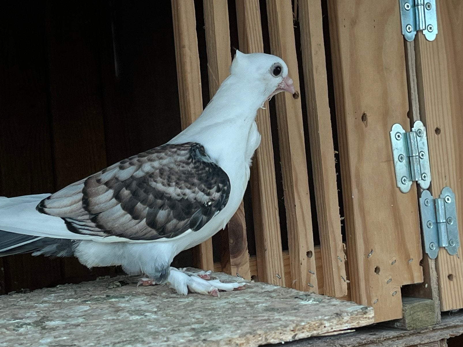 Oud oosterse meeuwtjes, Dieren en Toebehoren, Vogels | Duiven, Meerdere dieren, Overige soorten