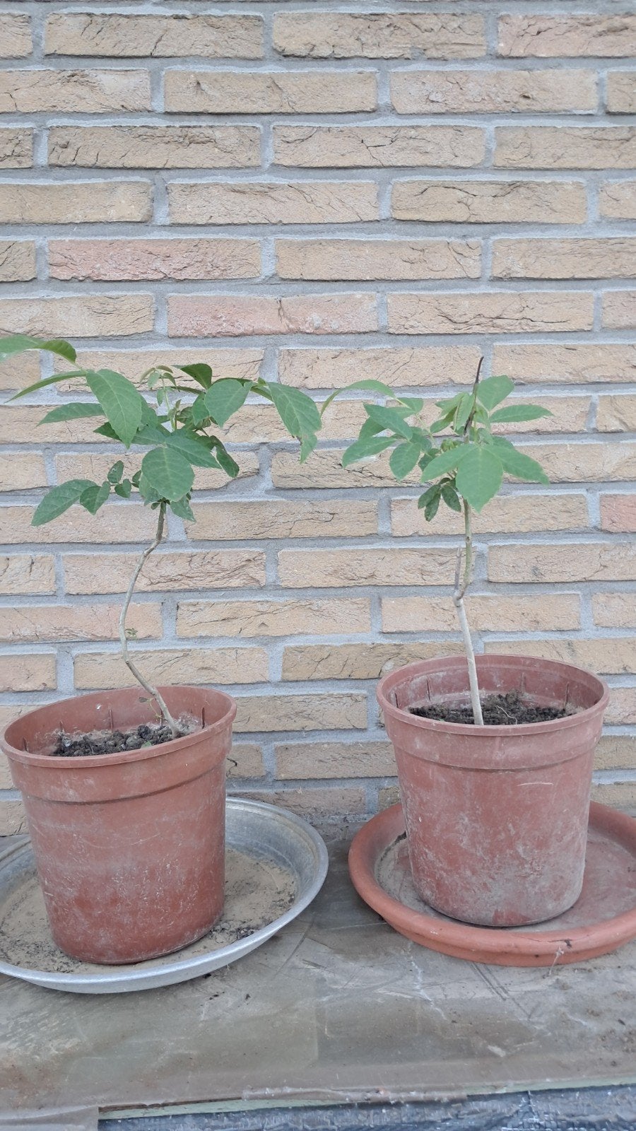 2 jonge notelaars (okkernoten), Tuin en Terras, Ophalen