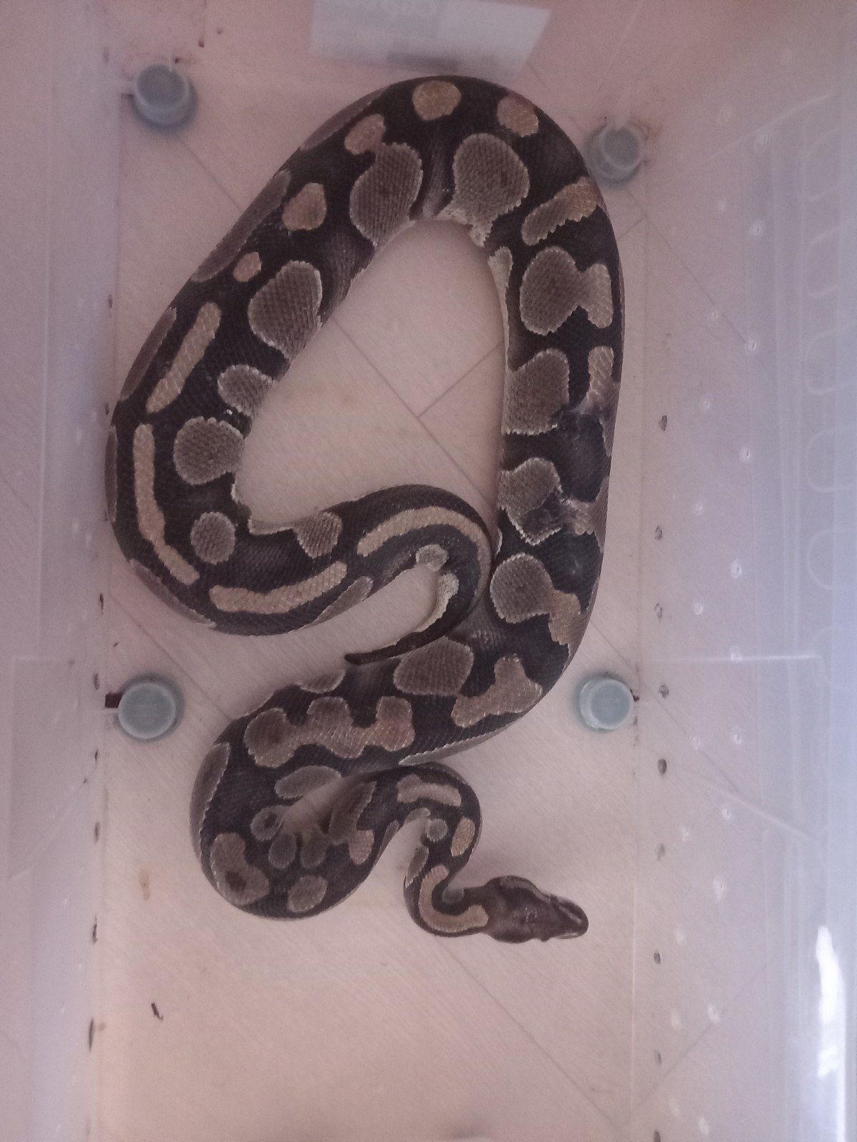 Python Regius Mal Ball Python - unknown for sale from fredi