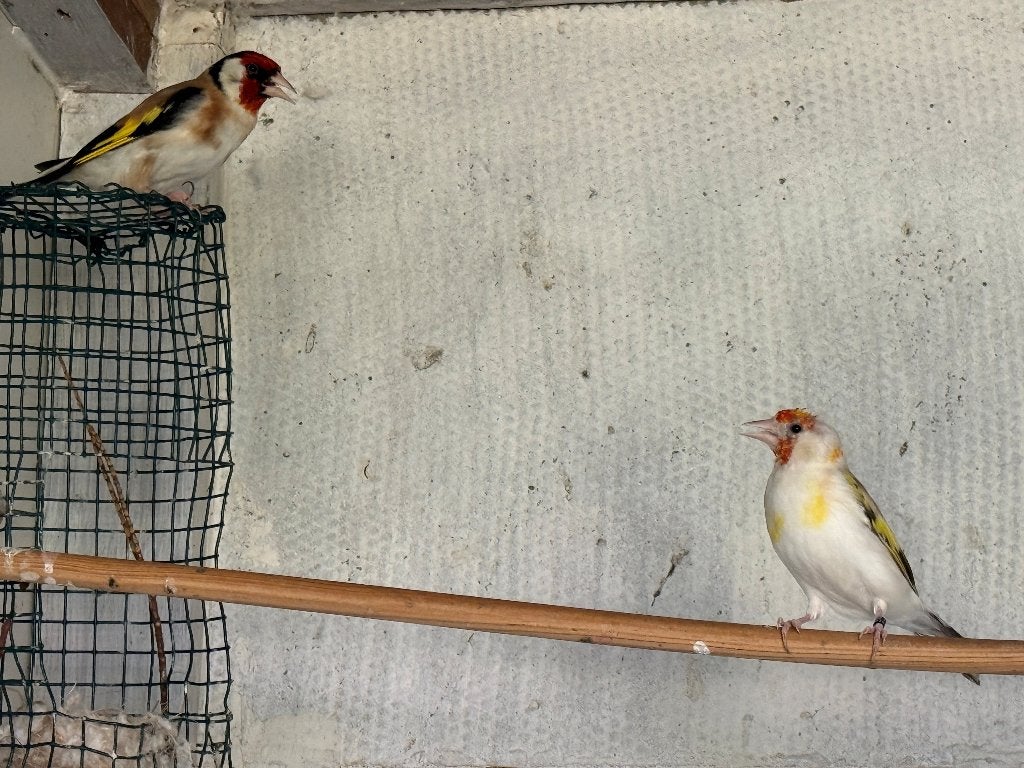 Witkop putters, Dieren en Toebehoren, Meerdere dieren, Geringd