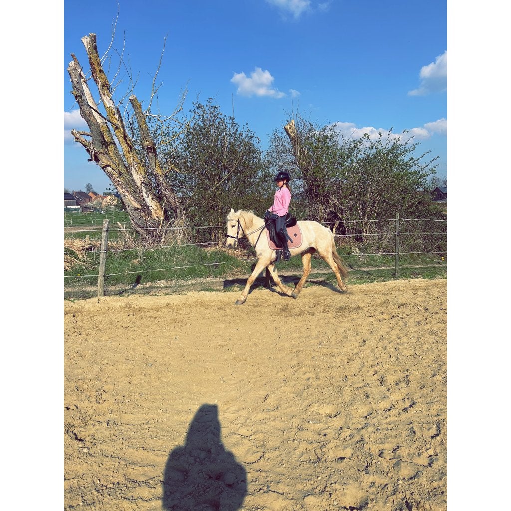 D pony, Dressuurpony, Zadelmak, 7 tot 10 jaar, D pony (1.37m tot 1.48m)