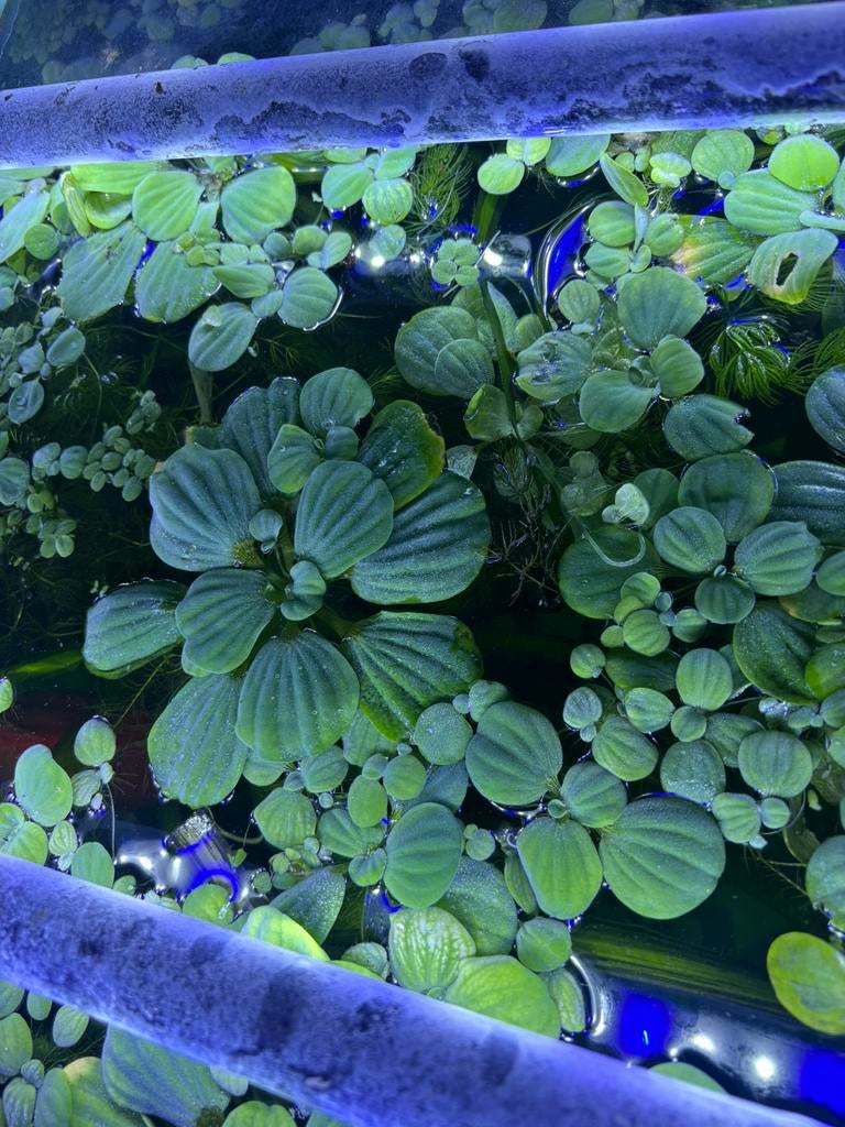 Watersla (Pistia stratiotes), Dieren en Toebehoren, Ophalen, Zo goed als nieuw