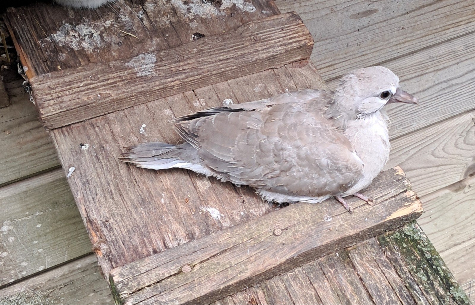 Jonge duiven, Dieren en Toebehoren