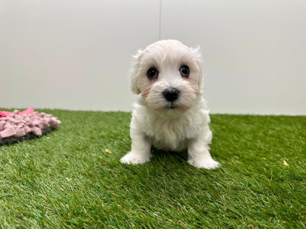Nestje Maltezer pups 2, Parvo, België, Maltezer, 8 tot 15 weken
