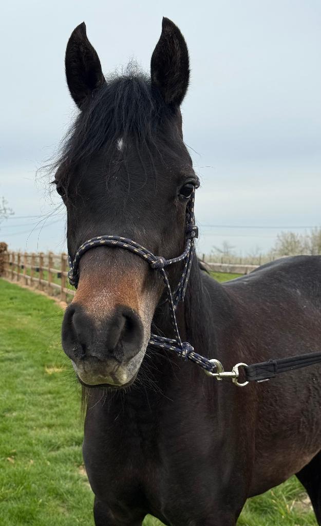 Lieve 2-jarige Arabische ruin, Dieren en Toebehoren, Met stamboom, Ruin, 0 tot 2 jaar, Recreatiepony