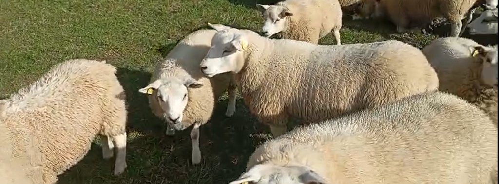 Texel Français, Animaux & Accessoires, Mâle, Mouton, 0 à 2 ans