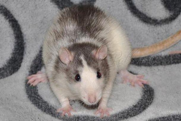 7 husky-ratten, Dieren en Toebehoren, Overige Dieren, Januari