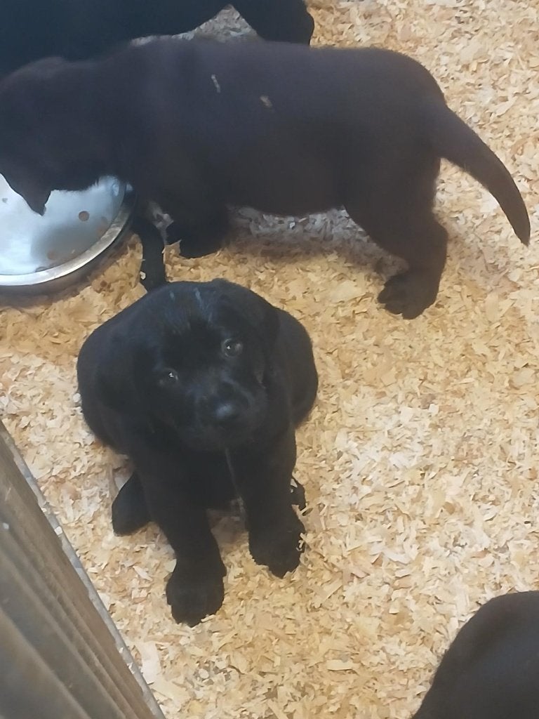 Labrador pups zwart/bruin, België, Fokker | Hobbymatig, 8 tot 15 weken, Labrador retriever
